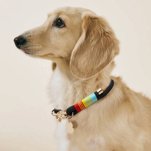 Color Rush Collection